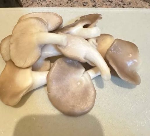 秀珍菇保存期限