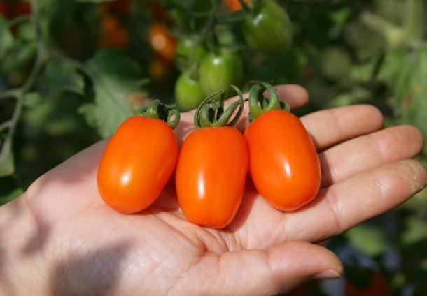 紅色番茄種植方法 紅色番茄種植方法