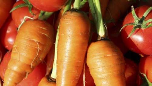 番茄紅蘿蔔禁忌 番茄紅蘿蔔禁忌