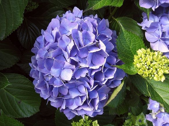 繡球花語 繡球花語