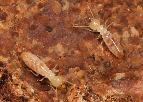 白蟻幼蟲防治 白蟻幼蟲防治