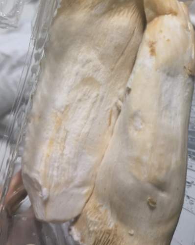 杏鮑菇保存方法 杏鮑菇保存方法