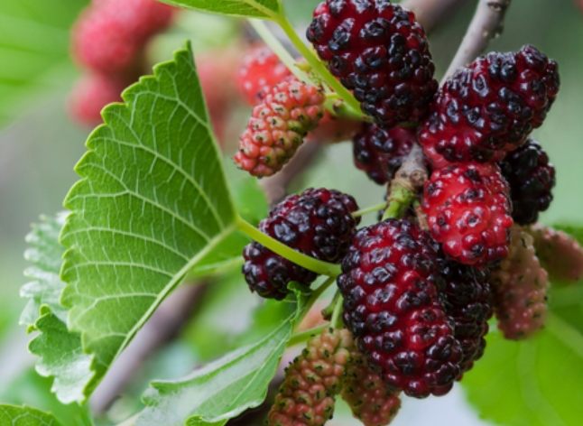 桑葚禁忌 桑葚禁忌