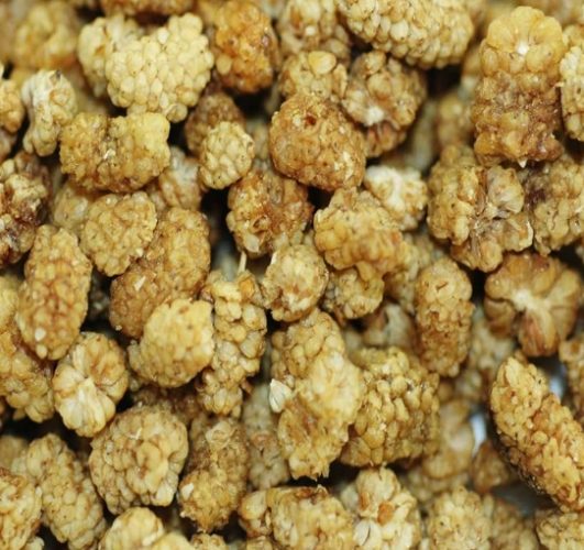 白桑子乾好處 白桑子乾好處