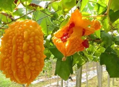 黃金苦瓜食譜 黃金苦瓜食譜