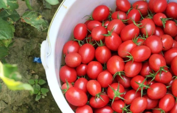 小番茄種植技巧 小番茄種植技巧