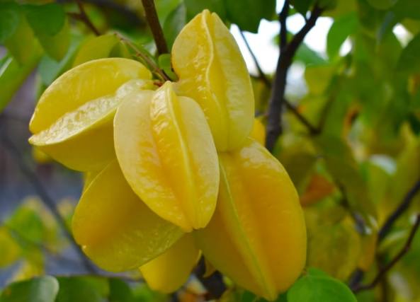 楊桃鉀含量 楊桃鉀含量