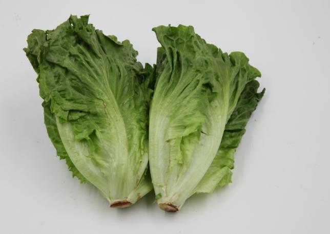 生菜安全食用 生菜安全食用