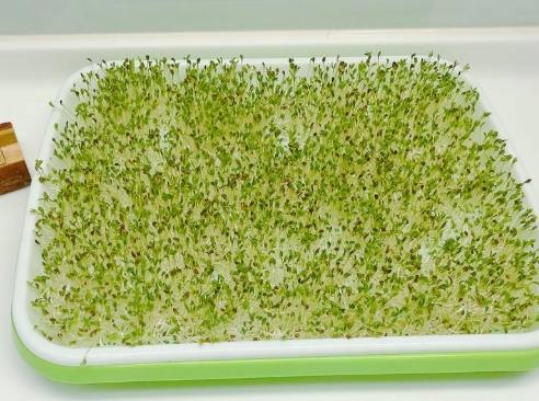 苜蓿芽種植方法 苜蓿芽種植方法