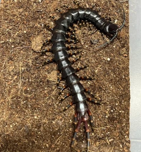 家居蜈蚣危害 家居蜈蚣危害