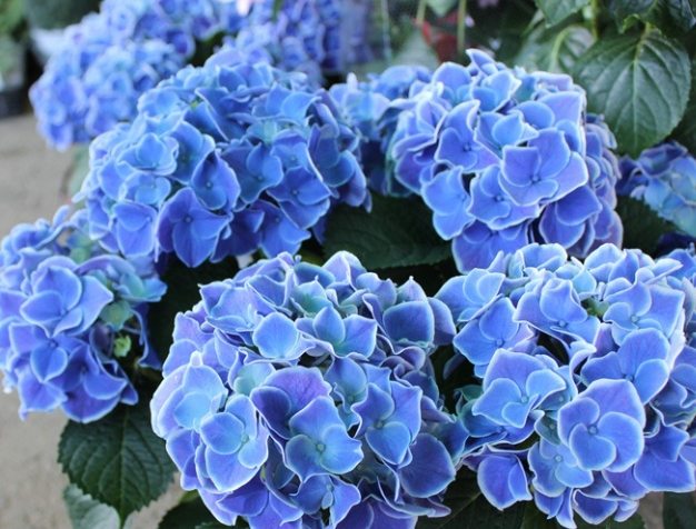 繡球花語 繡球花語