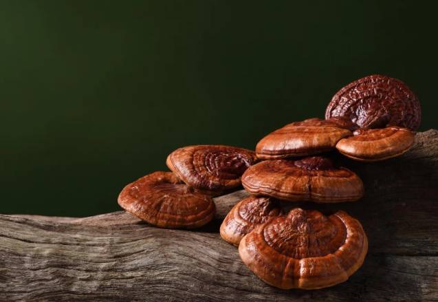 靈芝安全使用 靈芝安全使用