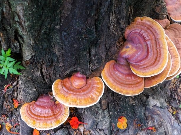 靈芝副作用 靈芝副作用