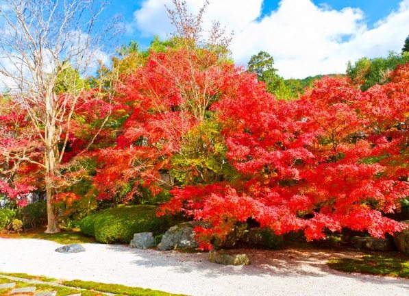南禪寺觀楓 南禪寺觀楓