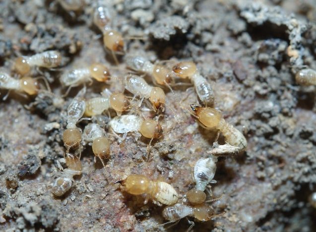 大水蟻幼蟲危害 大水蟻幼蟲危害