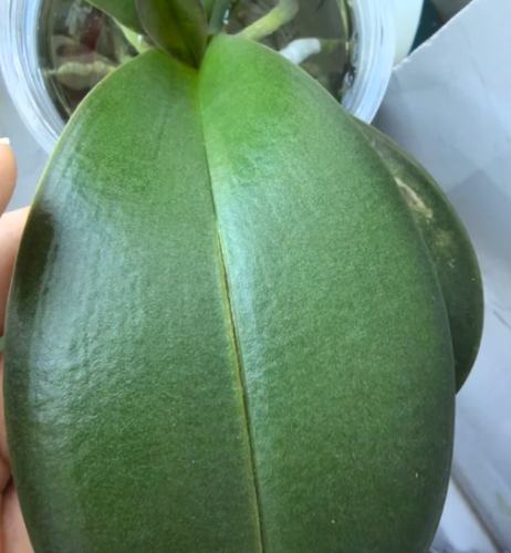 蝴蝶蘭葉子裂開原因 蝴蝶蘭葉子裂開原因