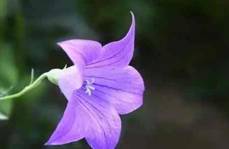 花語意義 花語意義