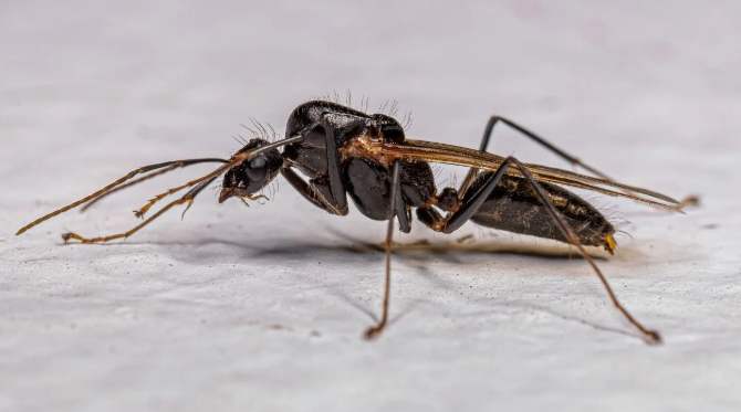 黑飛蟻消滅方法