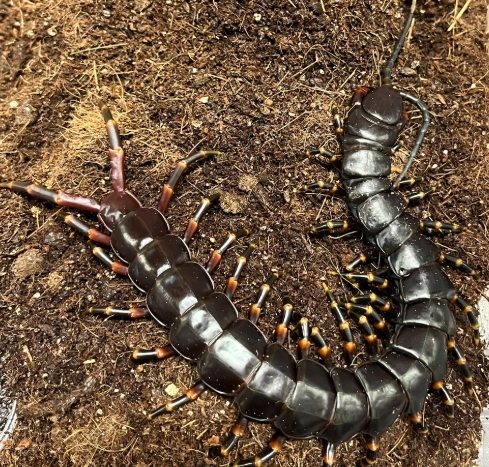 家居蜈蚣危害 家居蜈蚣危害