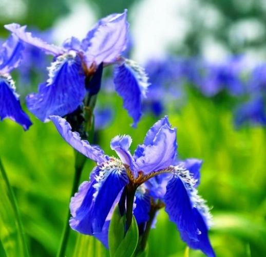 代表絕望的花 代表絕望的花