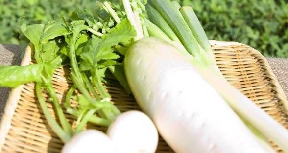 白蘿蔔搭配禁忌 白蘿蔔搭配禁忌