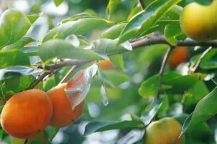 柿子食物相剋 柿子食物相剋