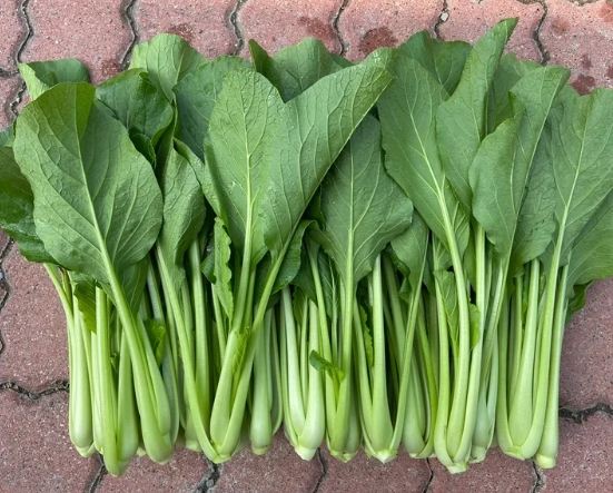 油菜營養價值 油菜營養價值