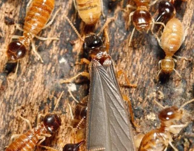 大水蟻幼蟲危害 大水蟻幼蟲危害