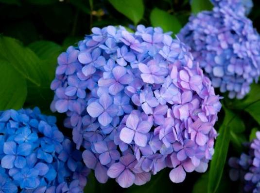 繡球花語 繡球花語