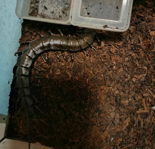 蜈蚣防治 蜈蚣防治