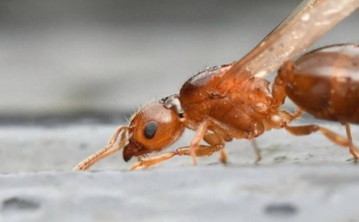 驅趕大水蟻方法 驅趕大水蟻方法