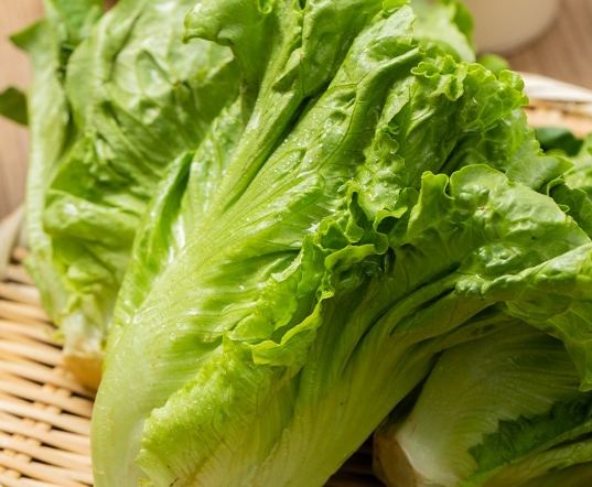 唐生菜營養 唐生菜營養