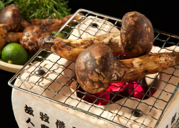 黑松茸菇功效 黑松茸菇功效