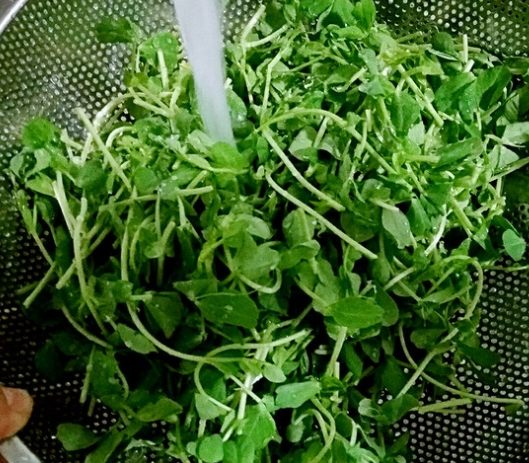 豌豆苗清洗方法 豌豆苗清洗方法