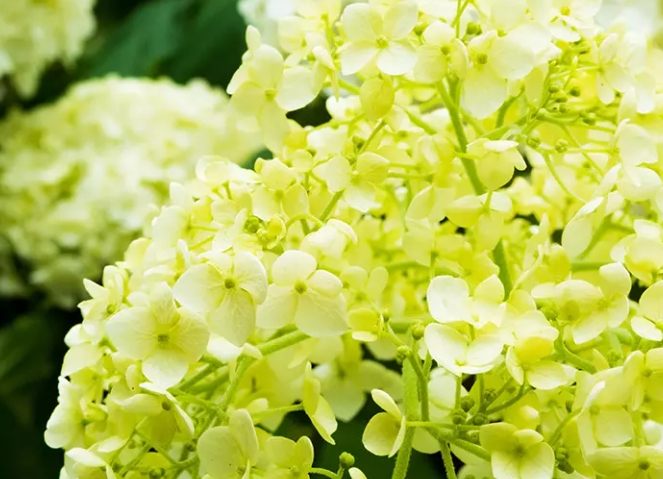 繡球花象征意義 繡球花象征意義