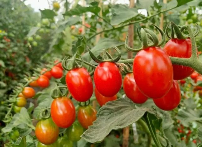 小番茄營養價值 小番茄營養價值