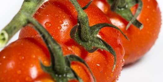 未成熟番茄食用 未成熟番茄食用