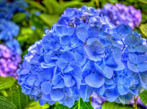 紫陽花寓意 紫陽花寓意