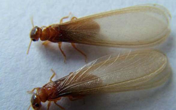 飛蟻防治方法 飛蟻防治方法