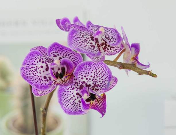 蝴蝶蘭開花後處理 蝴蝶蘭開花後處理