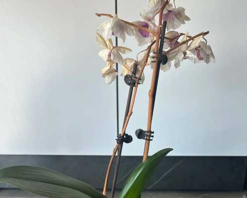 蘭花凋謝原因 蘭花凋謝原因