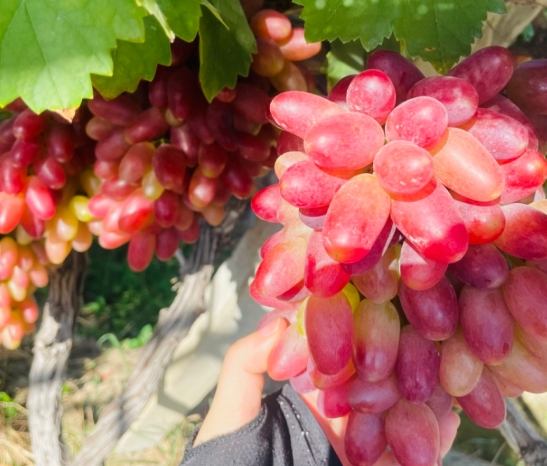 孕期飲食禁忌 孕期飲食禁忌