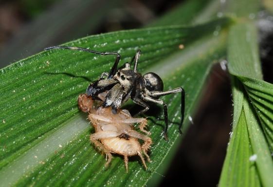 飛蟻防治方法 飛蟻防治方法