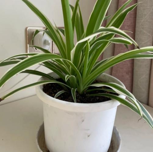 吊蘭繁殖 吊蘭繁殖