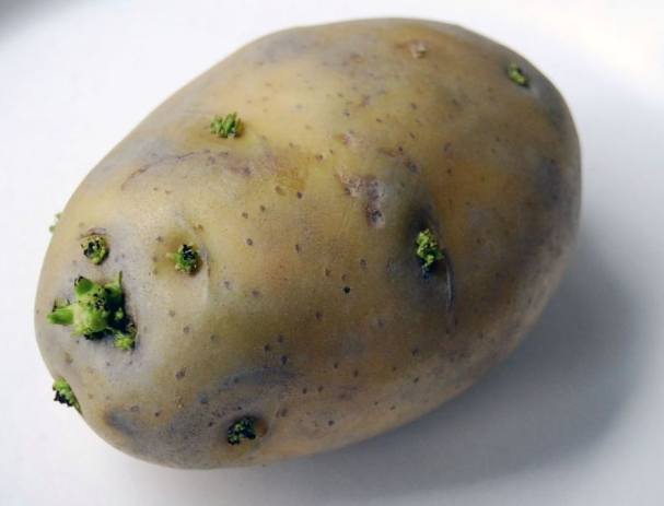 馬鈴薯禁忌 馬鈴薯禁忌