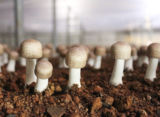 生食蔬菜營養 生食蔬菜營養