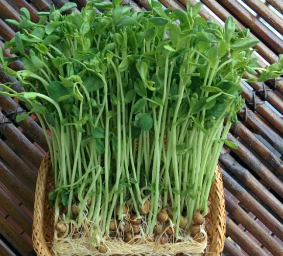 豌豆苗禁忌全解析：食用前必知的健康風險與注意事項