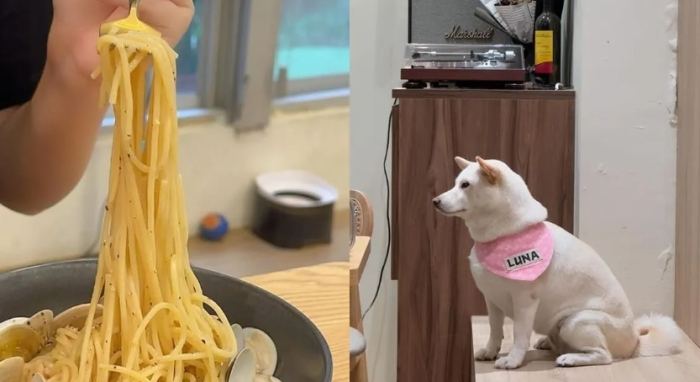 寵物友善義大利麵