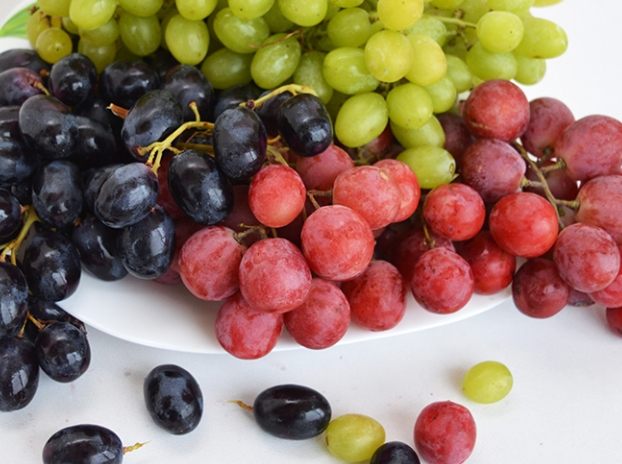 狗狗中毒食物 狗狗中毒食物