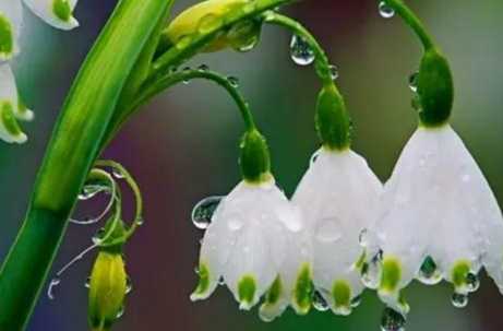 花語象徵希望 花語象徵希望